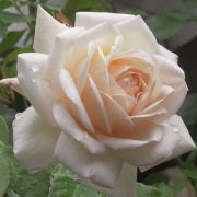 Rosa Martine Guillot™ cserepes rózsa (azonnal szállítható)