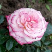  Rosa Portofino cserepes rzsa