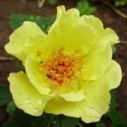  Rosa Tibet-Rose cserepes rzsa