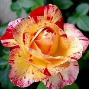  Rosa Camille Pissarro cserepes rzsa