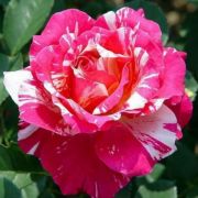  Rosa Delstrobla cserepes rzsa