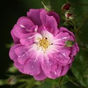  Rosa Purple Skyliner cserepes rzsa