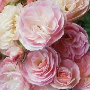  Rosa Bouquet Parfait cserepes rzsa