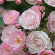  Rosa Heavenly Pink cserepes rzsa