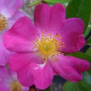  Rosa Fil des Saisons  cserepes rzsa