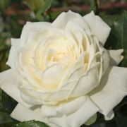 Rosa Alaska cserepes rzsa