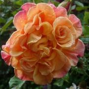  Rosa Aloha® cserepes rózsa (azonnal szállítható)