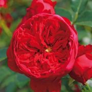  Rosa Florentina  cserepes rzsa
