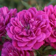  Rosa Purple Rain  cserepes rzsa