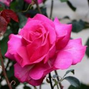  Rosa Parole  cserepes rzsa