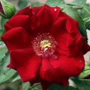  Rosa Roter Korsar  cserepes rzsa