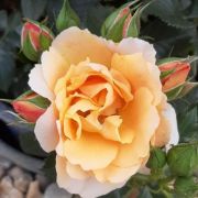  Rosa Fleur cserepes rzsa