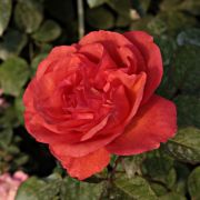  Rosa Jaipur cserepes rzsa
