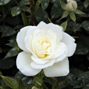  Rosa Kent Cover ® cserepes rózsa (azonnal szállítható)