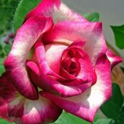  Rosa Hessenrose cserepes rzsa