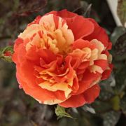  Rosa Papagena cserepes rzsa