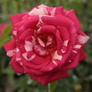  Rosa Papageno cserepes rzsa
