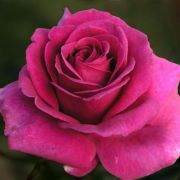  Rosa Blackberry Nip cserepes rzsa