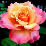  Rosa Frnsie cserepes rzsa