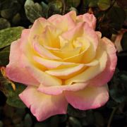  Rosa Horticolor cserepes rzsa