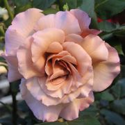  Rosa Chocolate Rose cserepes rzsa