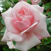  Rosa New Dawn cserepes rózsa (azonnal szállítható)