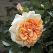  Rosa Ausjolly cserepes rzsa