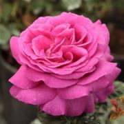  Rosa Chartreuse de Parme cserepes rzsa