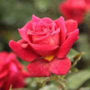  Rosa L'Ami des Jardins cserepes rzsa
