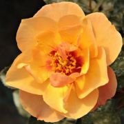  Rosa Persian Sun cserepes rzsa