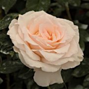  Rosa Poustinia cserepes rzsa