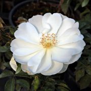 Rosa White Flower Carpet cserepes rzsa