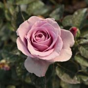  Rosa Terra Limburgia cserepes rzsa