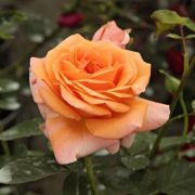  Rosa Rozlia cserepes rzsa