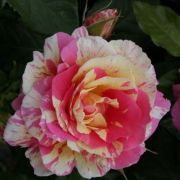  Rosa Claude Monet cserepes rzsa