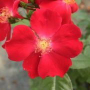  Rosa Heilige Bilhildis cserepes rzsa