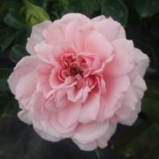  Rosa Blush Winterjewel cserepes rzsa