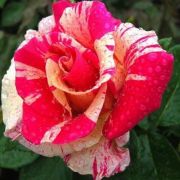  Rosa Wekrosopela cserepes rzsa