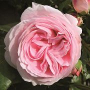  Rosa Giardina cserepes rzsa
