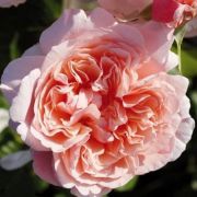  Rosa Rose de Tolbiac cserepes rzsa