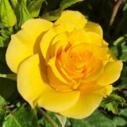  Rosa Flower Power Gold cserepes rzsa