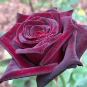 Rosa Black Baccara cserepes rzsa