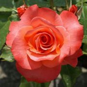  Rosa Christophe Colomb cserepes rzsa