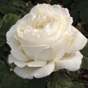  Rosa Jeanne Moreau cserepes rzsa
