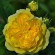  Rosa Anny Duprey® cserepes rózsa (azonnal szállítható)