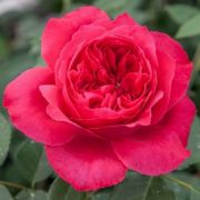  Rosa Ruban Rouge cserepes rzsa