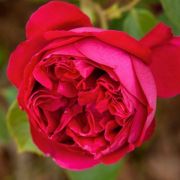  Rosa Eric Tabarly® cserepes rózsa (azonnal szállítható)