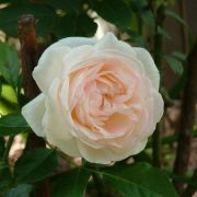  Rosa Palais Royal® cserepes rózsa (azonnal szállítható)