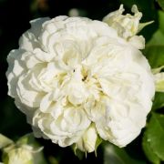  Rosa Blanc Meillandecor cserepes rzsa