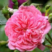  Rosa Les Quatre Saisons cserepes rzsa